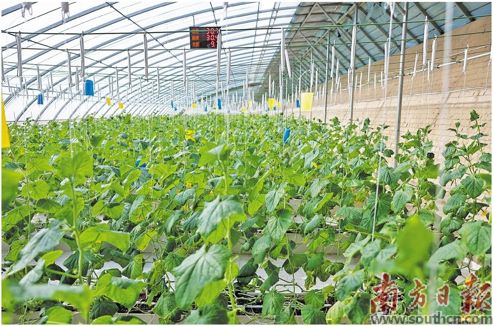 广东援疆对当地传统种植大棚进行数字化改造。南方日报记者 吴明 摄
