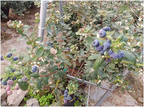 小蓝莓掀起大市场 成为兴农富民新宠 助推农业高质量发展